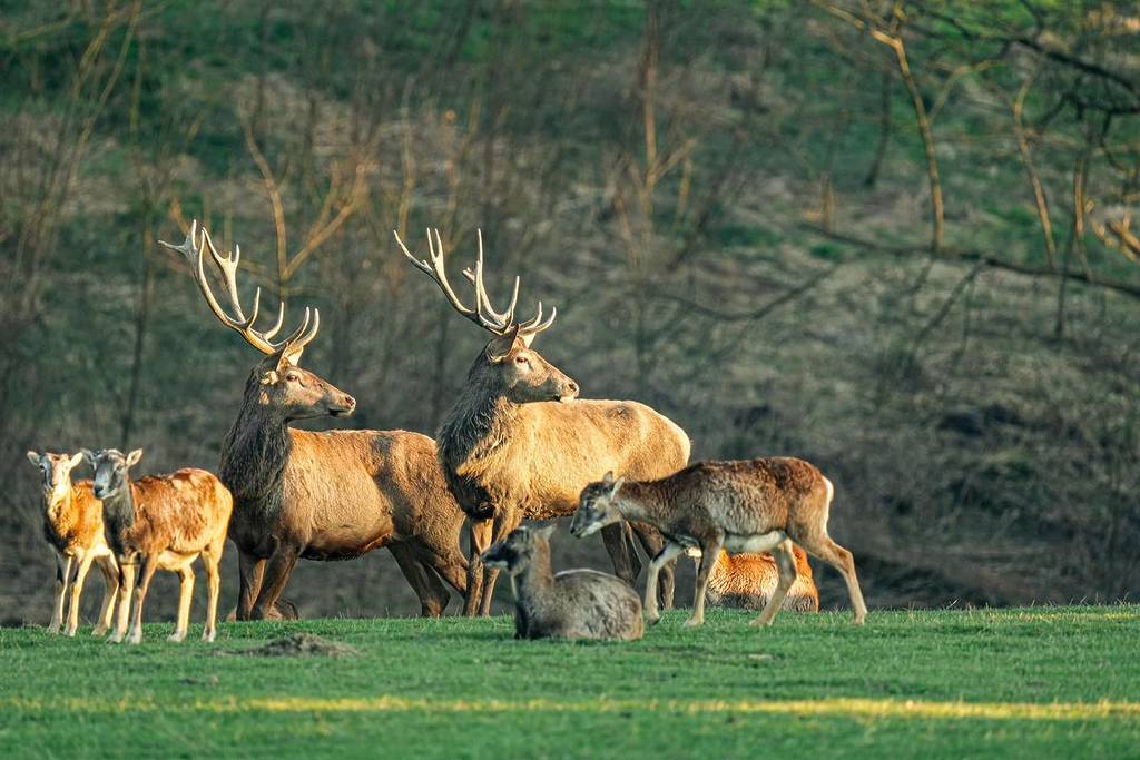 Cervi nel parco faunistico Johannismühle