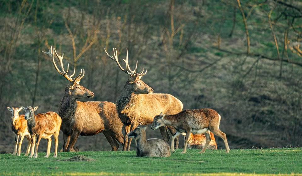 A circa un’ora da Berlino troverai una meravigliosa meta escursionistica con oltre 500 animali di circa 50 specie diverse
