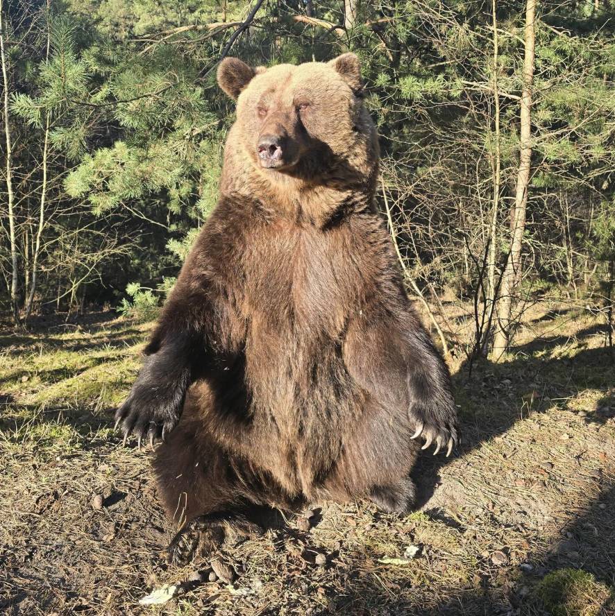 Orsi bruni nel parco faunistico Johannismühle