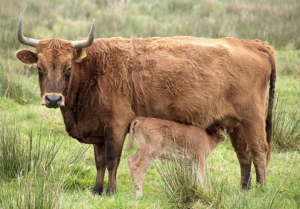 Heckrunderen in de draineervelden van Hobrechtsfelde