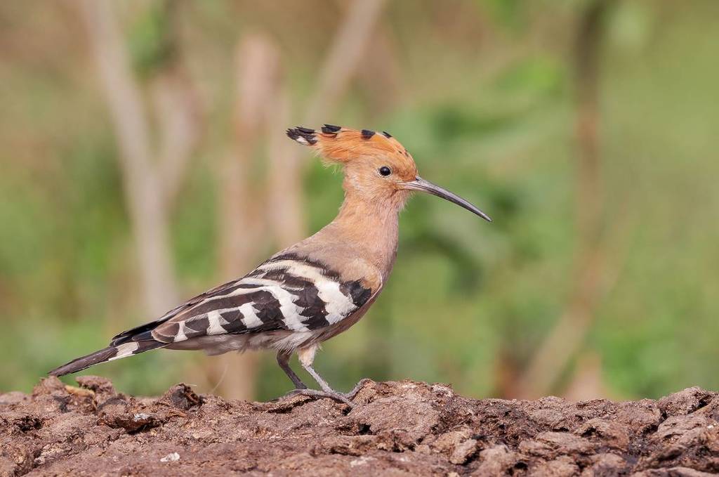 Kun je hopvogels vinden in de slibvelden van Hobrechtsfelde