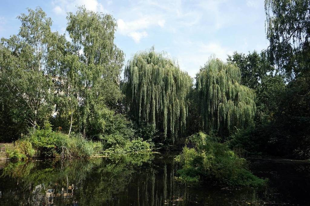 The neighborhood pond in Ernst Thälmann Park