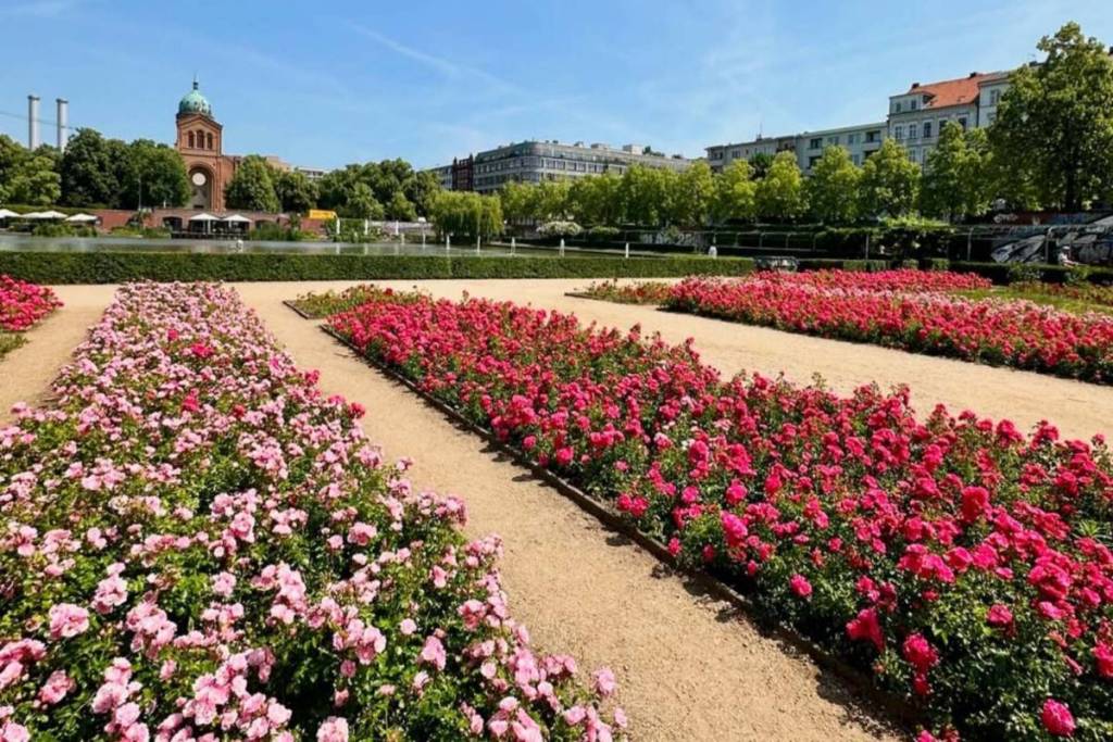 À seulement 15 minutes de Kottbusser Tor, tu découvriras une oasis de verdure cachée avec 10 000 m² de plan d’eau en plein cœur de la ville, des milliers de roses en fleurs et des sentiers de promenade idylliques
