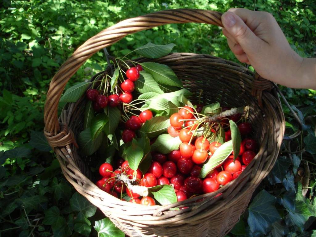 Raccolta delle ciliegie alla fattoria Lindicke