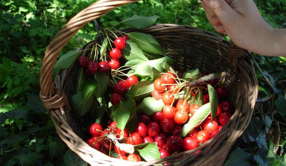 Nur rund 1 Stunde von Berlin entfernt, im idyllischen Werder (Havel), erwartet euch dieser vielfältige Obsthof zum Selberpflücken und für frische, hausgemachte Produkte.