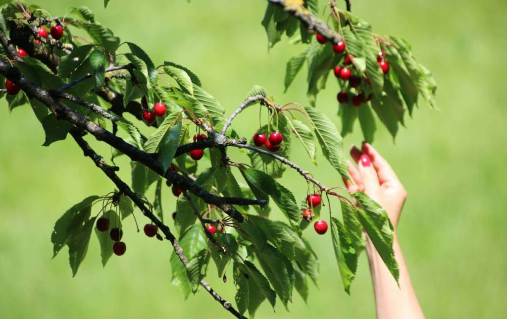 Raccolta delle ciliegie all’azienda agricola Lindicke