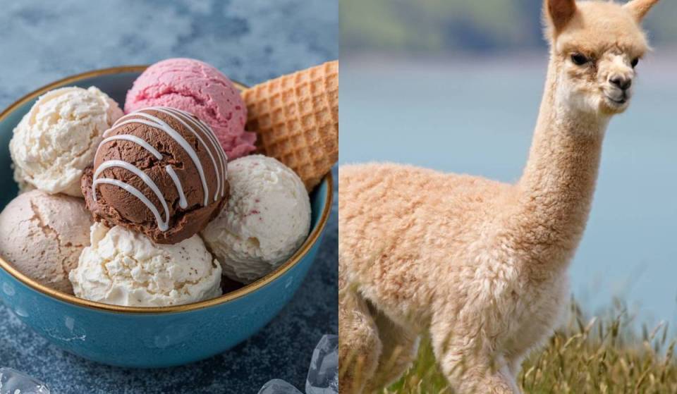 Just 40 minutes from Alexanderplatz, you can enjoy homemade organic ice cream starting at €2.20 while watching the alpacas right from the garden terrace