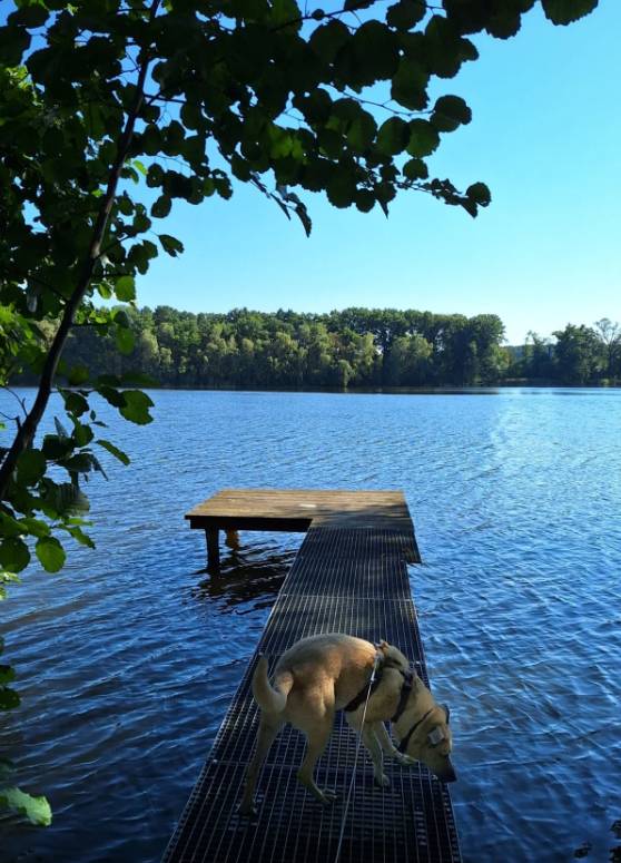 Passerella di legno sul lago di Oderin