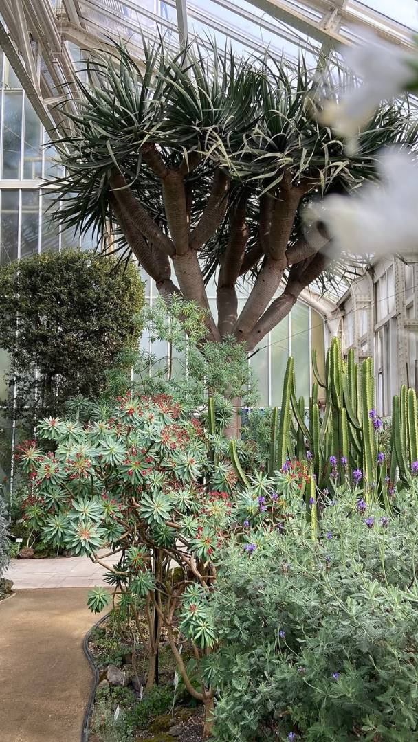29 milioni di euro per il restauro della più antica delle 15 serre del Giardino Botanico, che ospita la collezione di piante mediterranee più preziosa della Germania