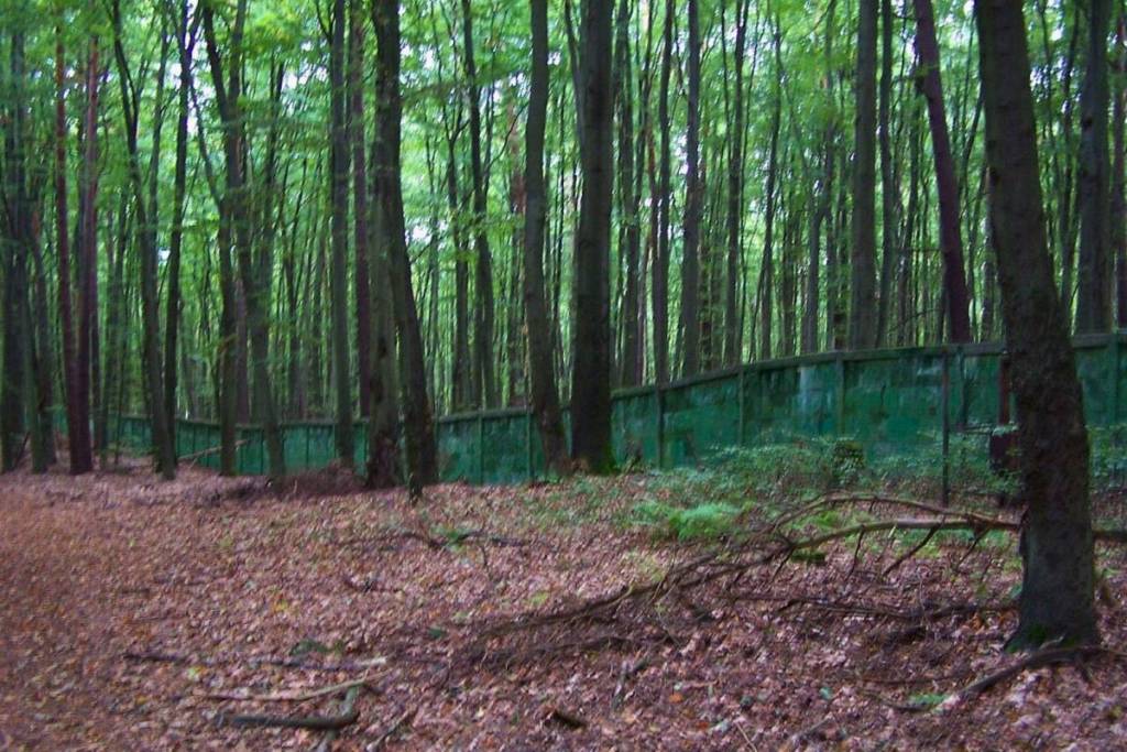 Un tronco d’albero rovesciato giace sul muro di cemento verde e consumato dalle intemperie, che un tempo fungeva da anello di sicurezza interno dell’insediamento boschivo di Wandlitz ed è circondato da una fitta foresta.