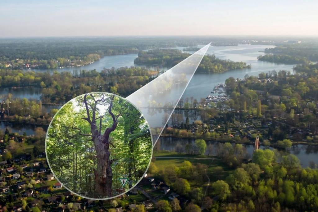 Foto aerea del lago di Tegel a Berlino con un ingrandimento grafico che mostra la “Dicke Marie”, l’albero più antico di Berlino nella foresta di Tegel.