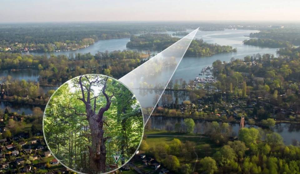 Just one hour from the Brandenburg Gate, you’ll find Berlin’s oldest tree (900 years old!), which was named by the Humboldts and once provided shade for Goethe. It stands between the lakeshore and mystical sand dunes in the forest