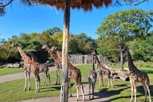 Knapp 2 Stunden von Berlin entfernt liegt Deutschlands bestbewerteter Zoo – mit der weltweit größten Menschenaffenanlage und einer 16.500 m² großen Tropenhalle