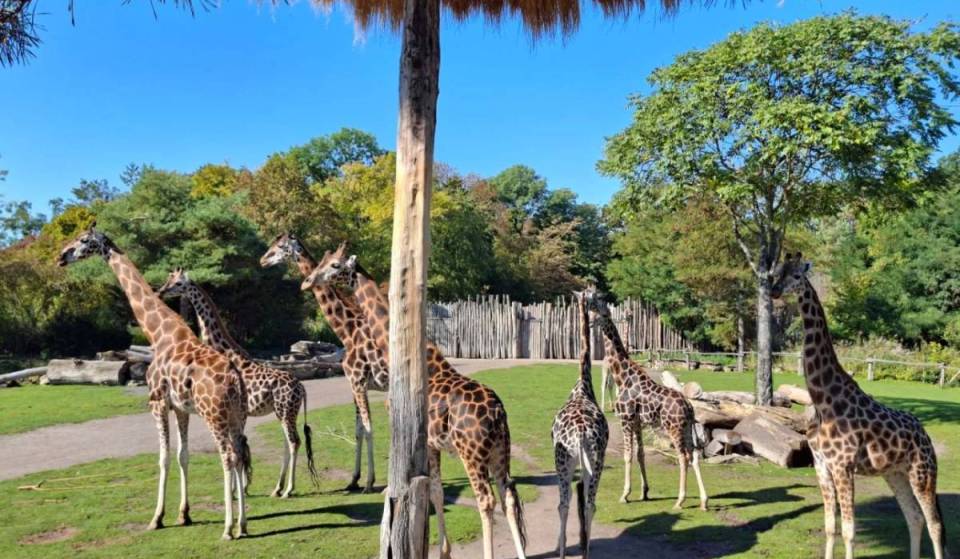 Just under 2 hours from Berlin lies Germany’s highest-rated zoo—featuring the world’s largest great ape enclosure and a 16,500 m² tropical hall