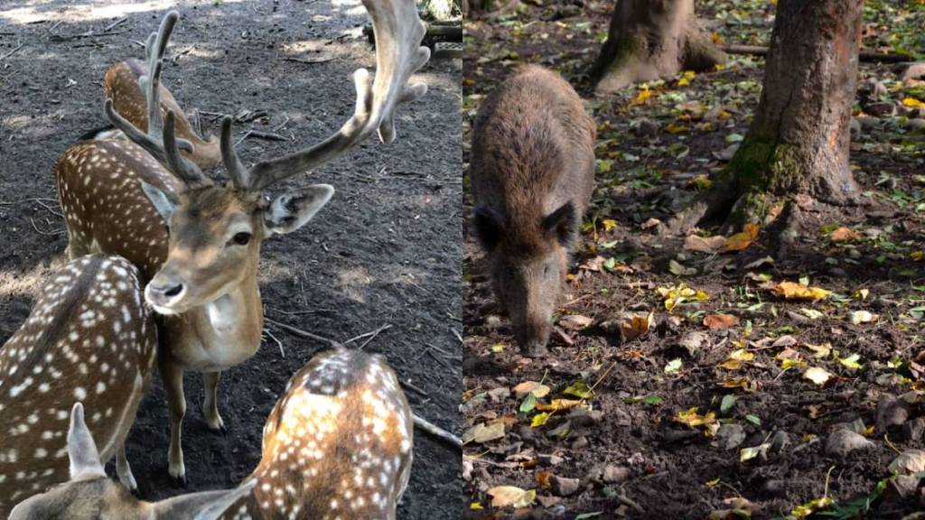 Take the bus from Zoologischer Garten directly to a free forest enclosure in the heart of Berlin: Here, you can feed deer by hand with apples you’ve brought yourself