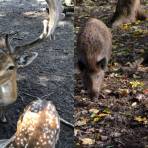 Berlin Wildlife Reserve Video: Feeding Reindeer via the M45
