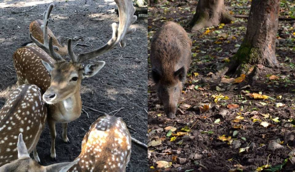 Video over het wildpark van Berlijn: rendieren voeren met de M45