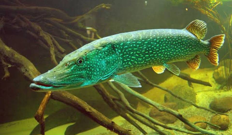 Just a 90-minute ride away by regional train lies Germany’s largest aquarium for native freshwater fish—featuring huge display tanks and 40 different fish species