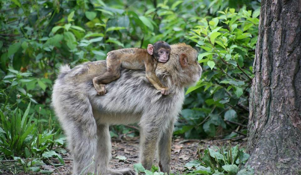 Just 90 minutes away—the perfect summer getaway from Berlin! Here you’ll encounter Barbary macaques roaming freely and zoom down a steep summer toboggan run