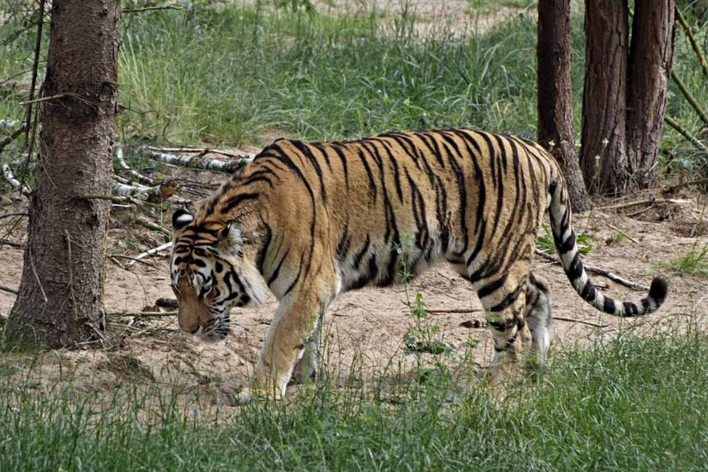 Ein majestätischer sibirischer Tiger streift durch sein weitläufiges Waldgehege im Zoo Eberswalde.