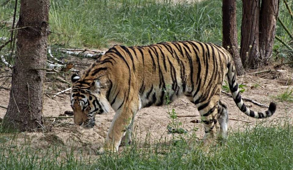 A una hora de Berlín, los monos en libertad trepan por encima de las cabezas de 1.500 animales de los 5 continentes. Entre ellos, tigres siberianos y un raro león blanco