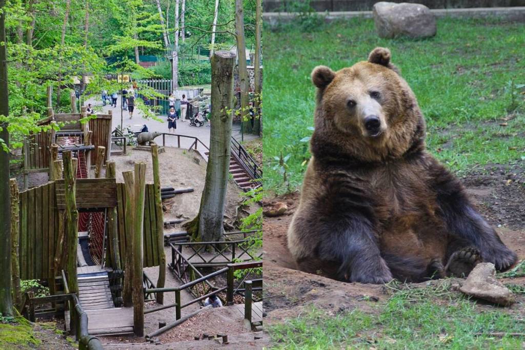 Perfekter Familienausflug: Großer hölzerner Abenteuerspielplatz im Wald und ein entspannter Braunbär im Zoo Eberswalde.