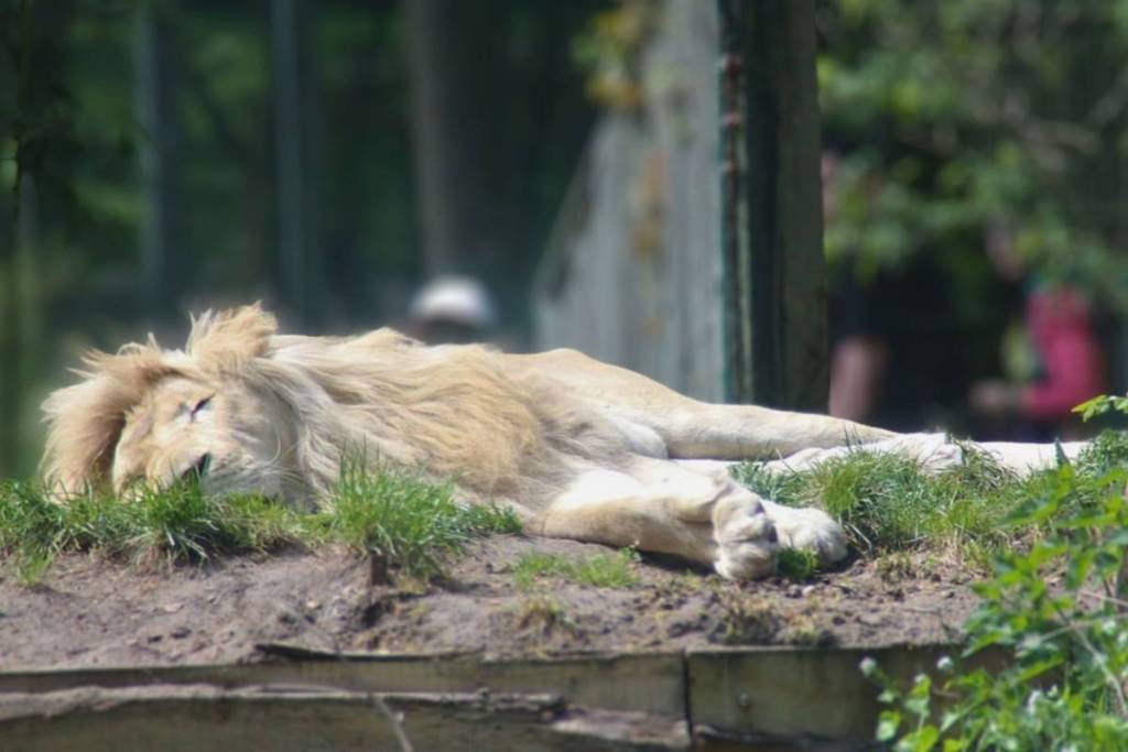 Ein weißer Löwe in seinem Gehege im Zoologischen Garten Eberswalde nahe Berlin.