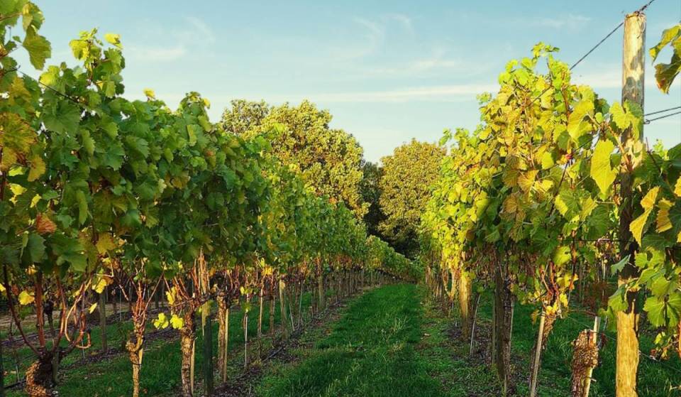 A soli 40 minuti da Berlino, potrai passeggiare tra 30.000 viti nella zona vitivinicola di qualità più a nord d’Europa. In questo vigneto, situato al 52° parallelo, troverai il patrimonio vitivinicolo del Brandeburgo, vecchio di 700 anni.