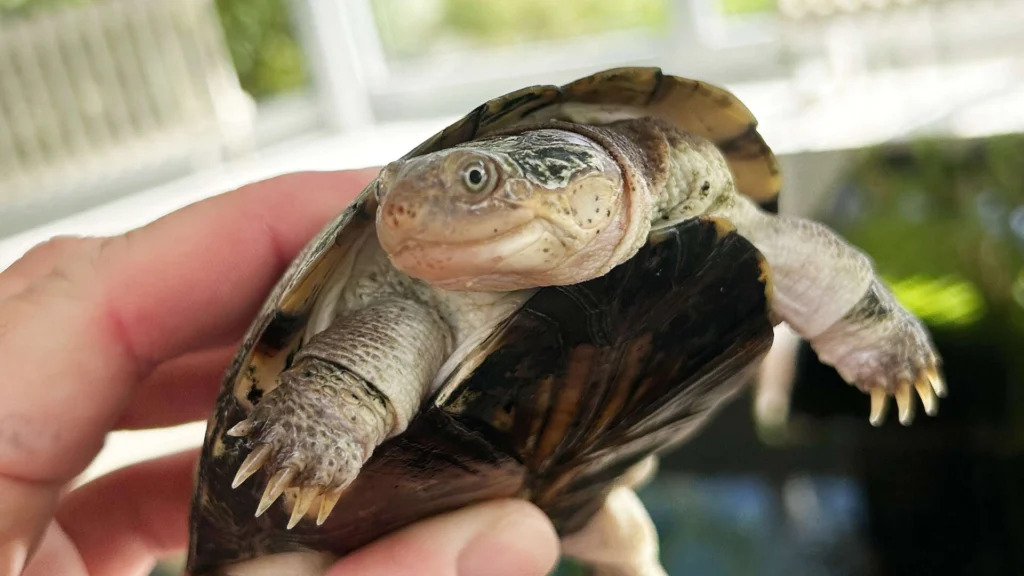 En el refugio de Berlín también hay tortugas.