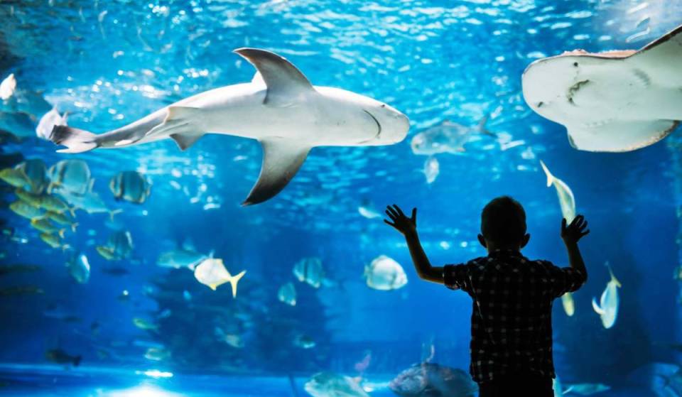 On its 113th anniversary, one of the world’s most species-rich aquariums reopened after three years of renovation—featuring 20,000 animals representing about 1,000 species across three floors