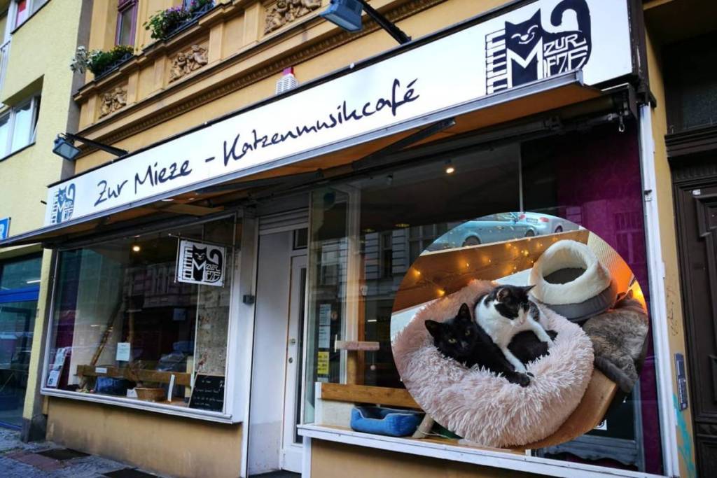La cafetería de gatos «Zur Mieze»