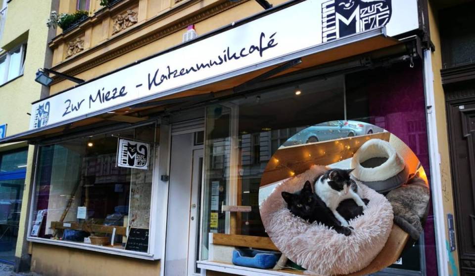 Mit Kaffee, Kuchen und Kuscheleinheiten verzaubert dieses besondere Kiez-Café in Charlottenburg mit seinen 6 Samtpfoten nicht nur Katzenfans