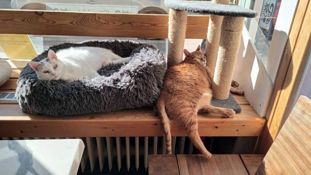 Los gatos Ali y Caroline en la cafetería de gatos «Zur Mieze»