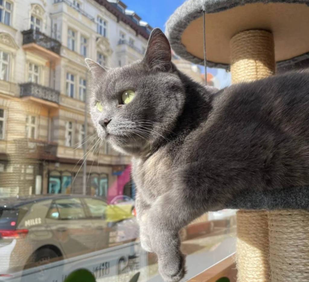 Bonitas vistas de Charlottenburg en la cafetería de gatos «Zur Mieze»