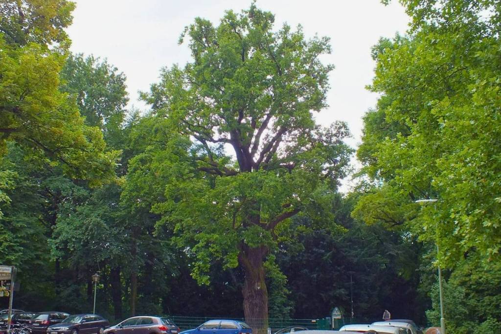 De meer dan 300 jaar oude Jahneik in het Berlijnse Volkspark Hasenheide, aan wiens takken de eerste rekstok werd gemaakt.
