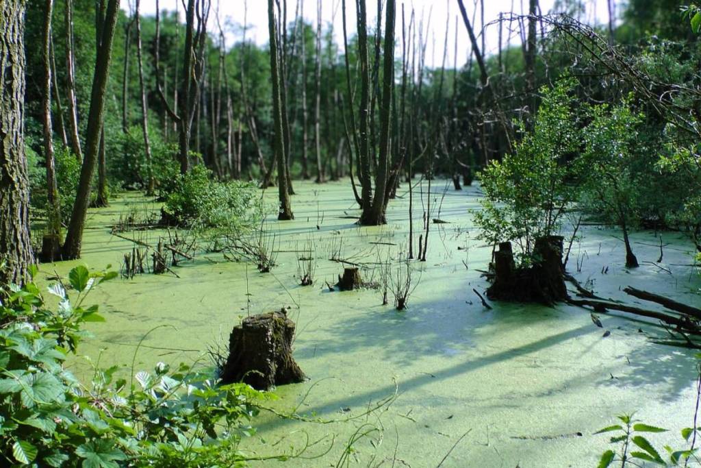 Un tappeto verde brillante di lenticchie d’acqua tra i vecchi tronchi nel bosco di ontani della Fließwiese Ruhleben a Berlino.