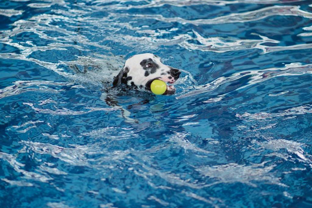 Een dalmatiër heeft plezier in het zwembad
