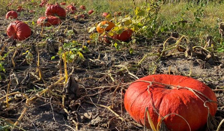 This weekend, a harvest festival is taking place in Berlin where you can pick your own organic pumpkins right in the field for just €3 per kilogram