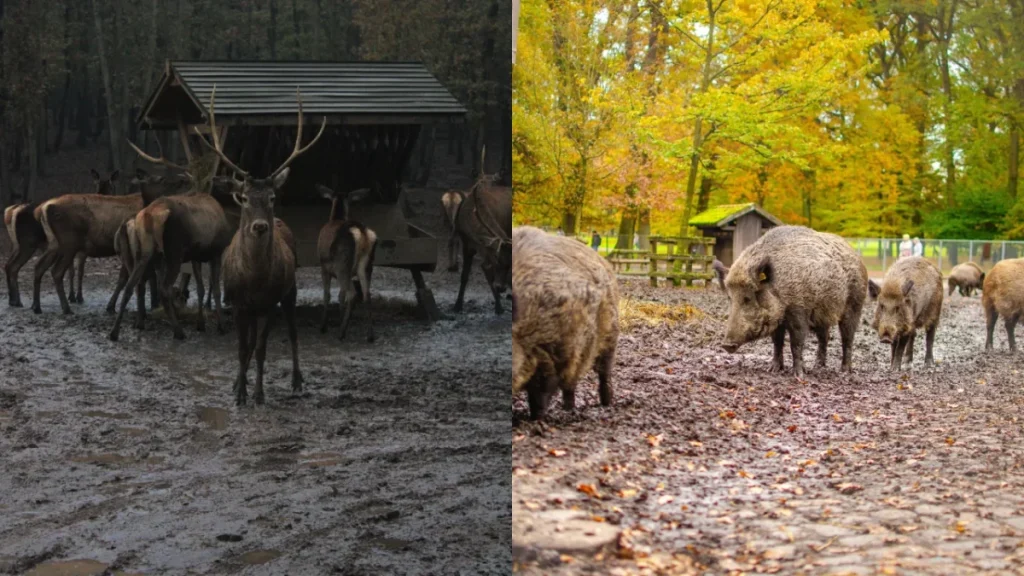 Buslijn M45 brengt je naar een wildpark aan de rand van Berlijn, waar je rendieren mag voeren met appels die je zelf meeneemt