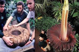Leichengestank im Botanischen Garten Berlin: Die größte Blume der Welt birgt ein dunkles Geheimnis