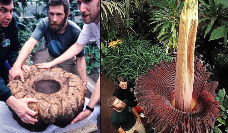 Leichengestank im Botanischen Garten Berlin: Die größte Blume der Welt birgt ein dunkles Geheimnis