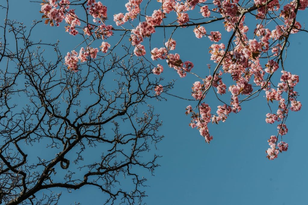 cherry-blossom-birmingham