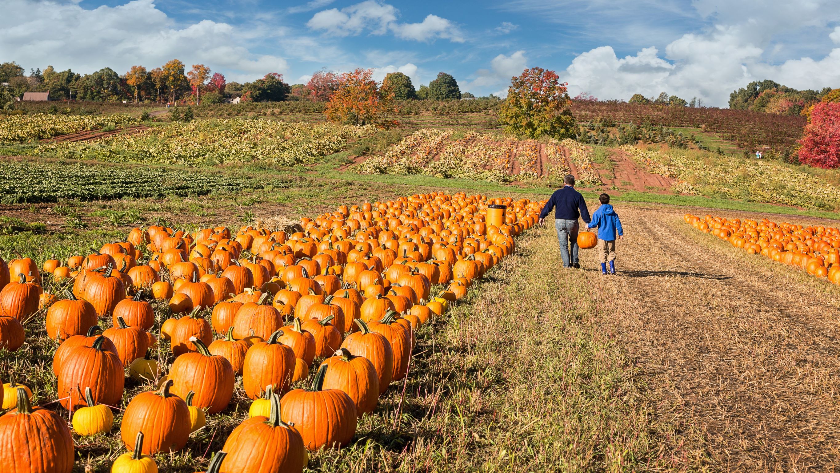 24 Wickedly Wonderful Halloween Events In Birmingham From Picking 