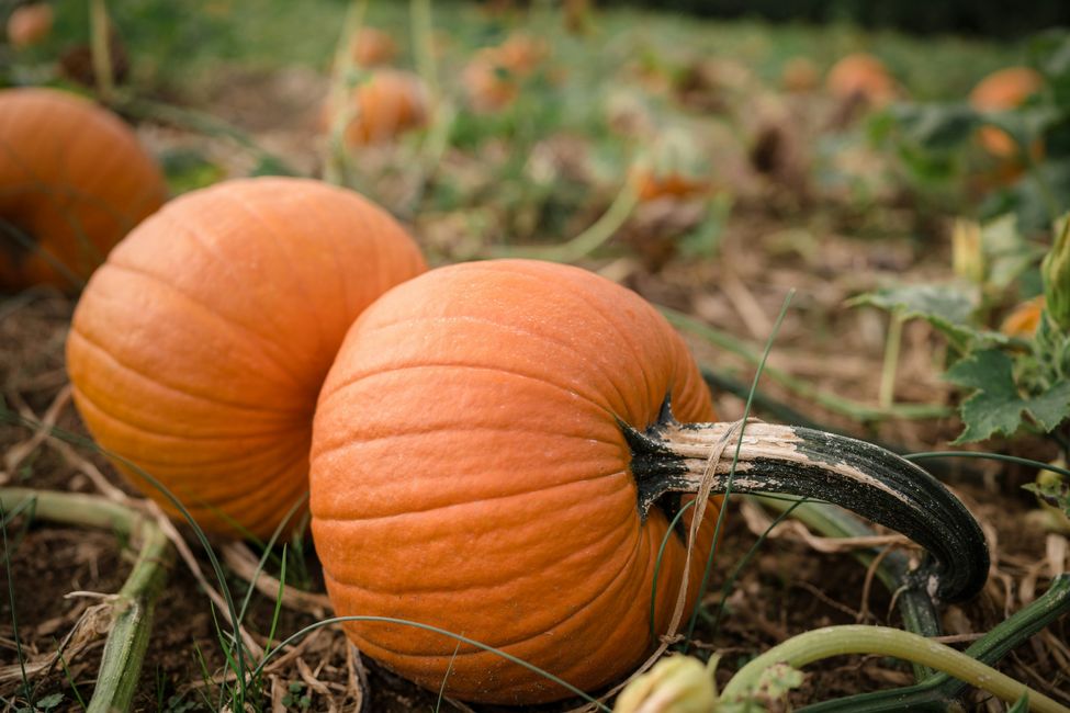 Pumpkins at Essington Farm near Birmingham