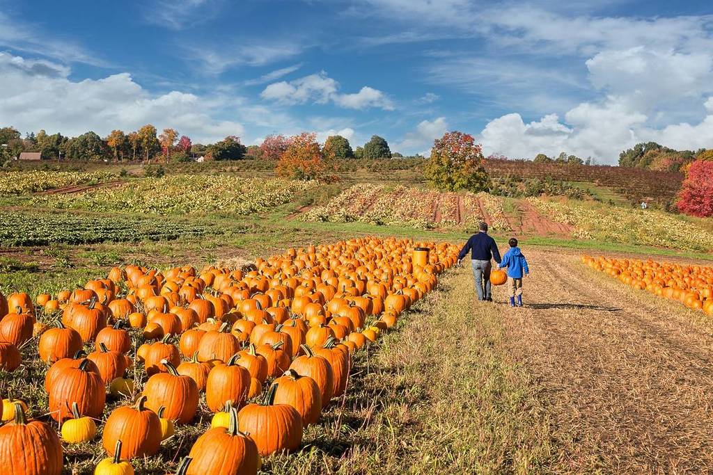 father and child picking out a pumpkin on a farm