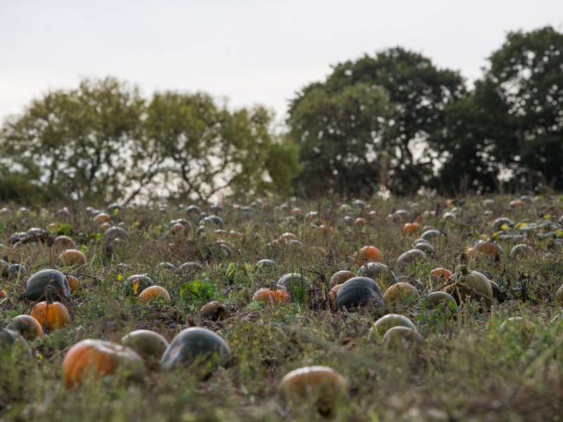 A field of pumpkins near Birmingham