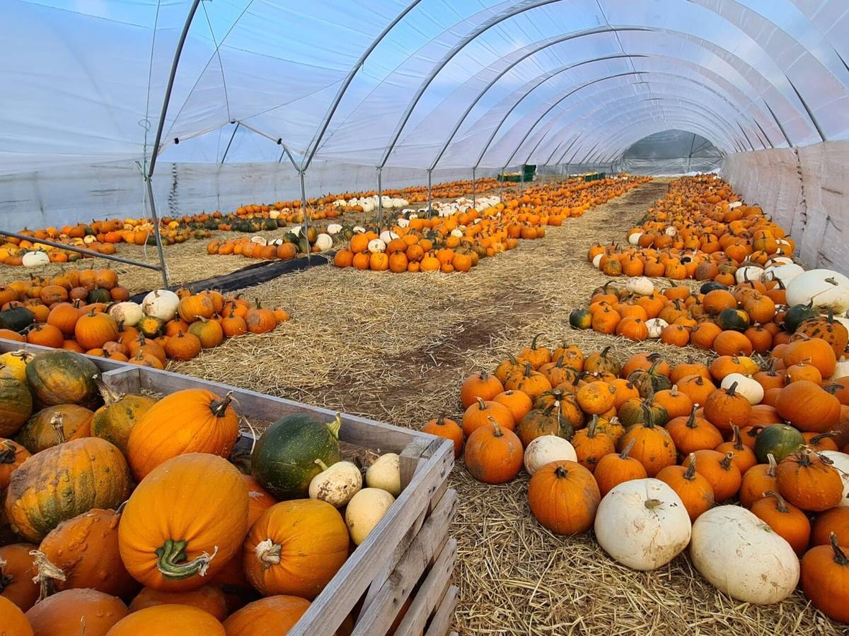 A tent of picked pumpkins near Birmingham
