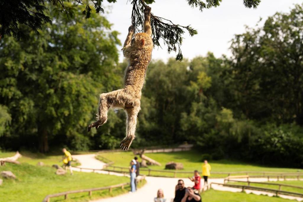 A monkey climbing a tree with onlookers