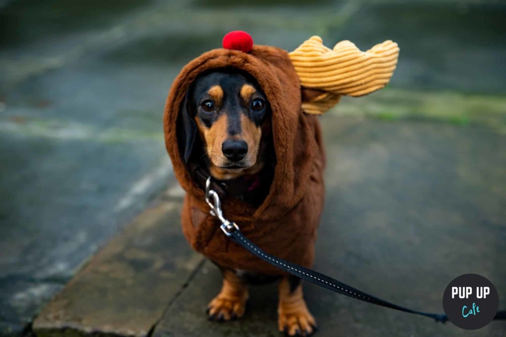 A Festive Dachshund Pup-Up Cafe With Puppuccinos Is Coming To Birmingham