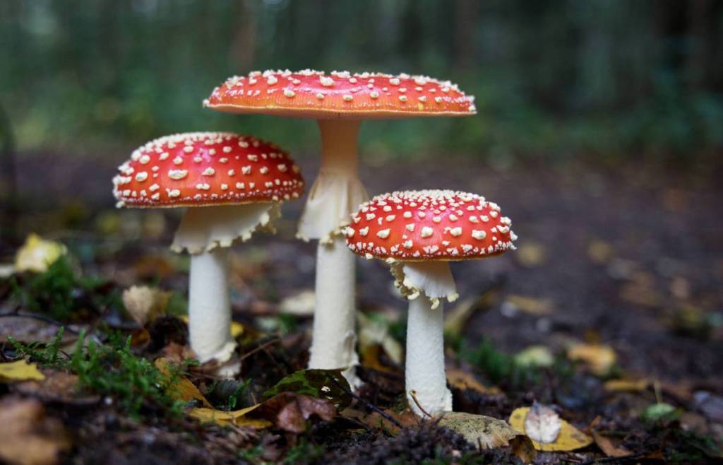 Three mushrooms